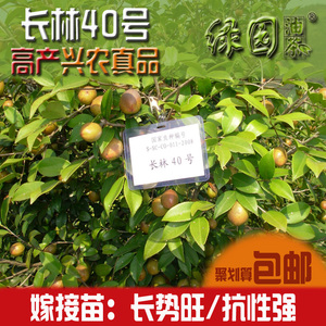 长林40号油茶树苗 高产兴农真品 中果高产抗虫害【嫁接】油茶苗