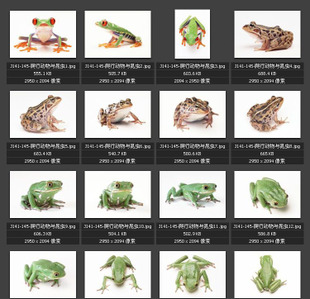 青蛙乌龟 变色龙 蜥蜴青蛇 蝎子 蟑螂蚂蚱 蜻蜓昆虫 素材图片图库