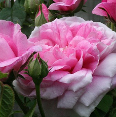 Ropana蘂的芳疗花园保加利亚大马士革玫瑰单方精油1ml不锈钢锅蒸