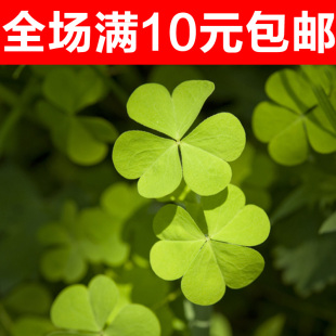 幸运草图片