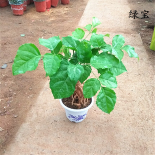 大盆栽 耐阴耐寒 绿宝 幸福树 多头$124.