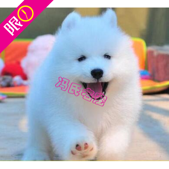 出售赛级澳版纯种萨摩耶幼犬雪橇犬 白色微笑天使中型犬宠物狗狗