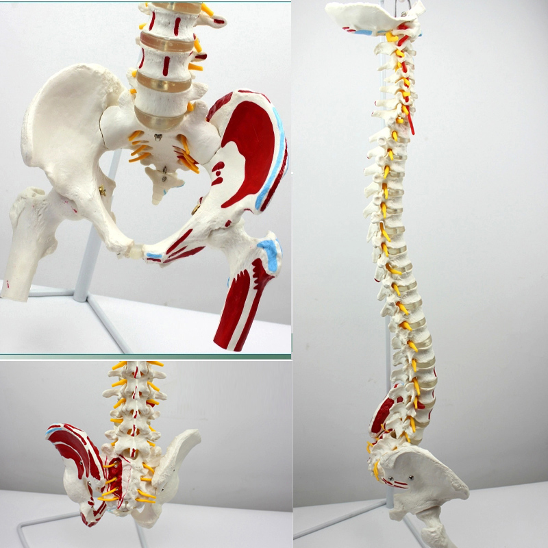 人体脊柱模型人体骨骼大脊椎成人1:1带颈椎胸椎尾椎椎骨骨盆模型 已