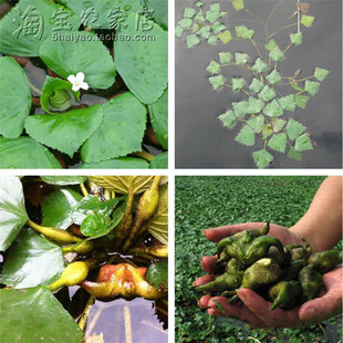 高产野生菱角植物种子非苗浮水生植物池塘水池净化包长菱角可食