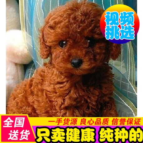 纯种泰迪犬幼犬 玩具型红贵宾出售活体宠物狗 小体茶杯犬泰迪狗