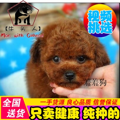 泰迪犬幼犬 玩具型红贵宾出售活体宠物狗 小体茶杯犬泰迪狗狗家养
