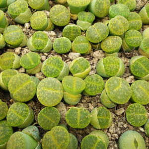 番杏科多肉植物石头花图片