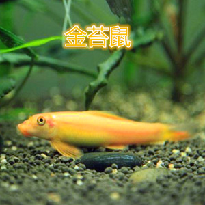 清洁鱼金苔鼠鱼 span class=h>活体/span>吃鱼屎 span class=h>除藻