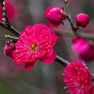 骨里红红梅绿梅榆叶梅树苗梅花庭院地栽开花大型高杆嫁接工程苗