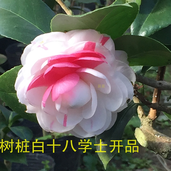 福建龙岩盆栽室内外花木花卉茶花苗杯苗正品绿植苗木白十八学士