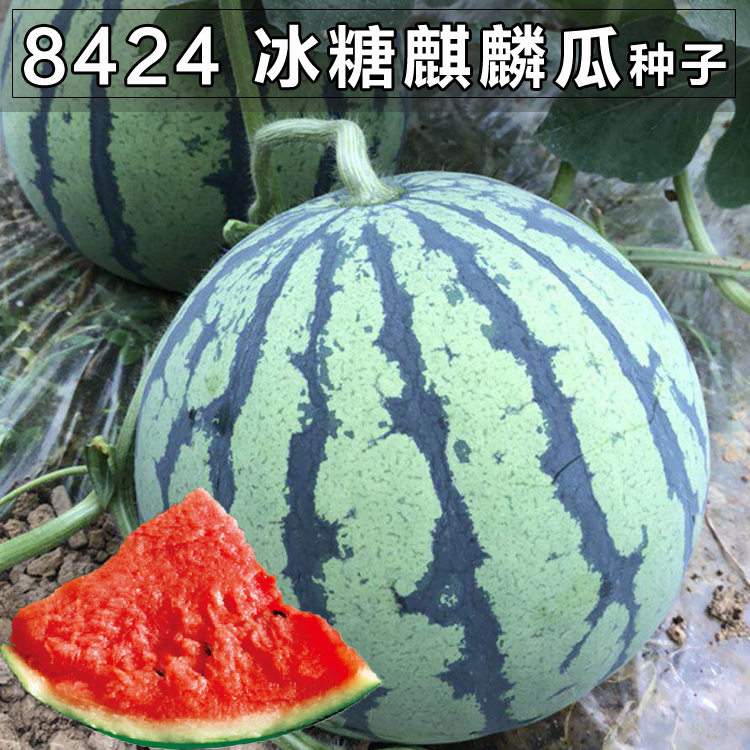8424西瓜种子四季高产特大麒麟王懒汉小礼品瓜水果春季蔬菜种籽孑