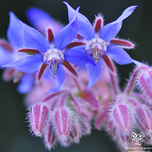 琉璃苣种子芳香花卉庭院花园阳台盆栽花种子 2克装