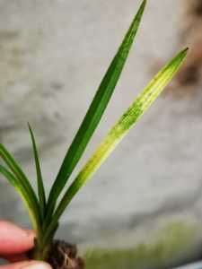 class=h>兰花 /span>苗兰草 span class=h>蕙兰 /span>蛇皮斑艺草带叶图片