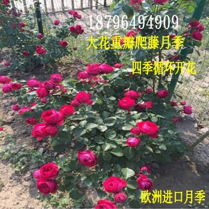 红色龙沙宝石欧月花苗月季花苗盆栽爬藤月季花苗四季带花蔷薇花苗