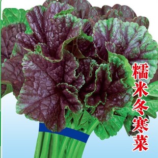 中药材 正品冬葵子 冬苋菜子 冬葵籽 冬葵籽 冬寒菜子15元500克$15