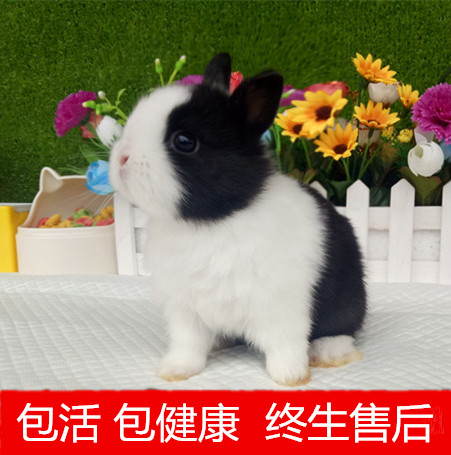 宠物侏儒兔子活体迷你纯种垂耳兔长不大小型凤眼海棠猫猫兔茶杯兔