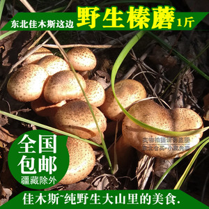 18年新货东北黑龙江佳木斯特产榛蘑野生蘑菇干货优质无根蘑菇500g