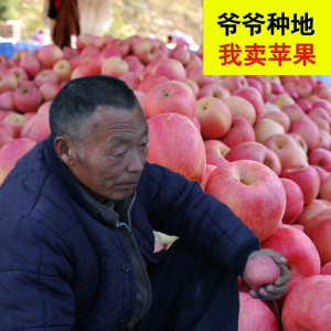冰糖心苹果水果10斤红富士新鲜当季现发批发包邮一整箱吃的丑萍果苹果新鲜