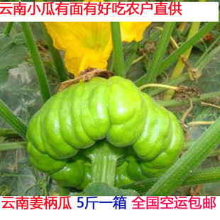 小种野菜 图片