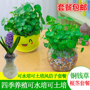 水培植物种子铜钱草价格