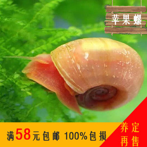 苹果螺 span class=h>羊角螺 /span>水草缸除藻螺工具螺鱼缸水族箱