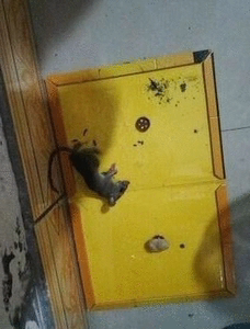 6张装 粘鼠板超强力老鼠贴驱鼠灭鼠器夹药抓老鼠胶捕鼠工具家居