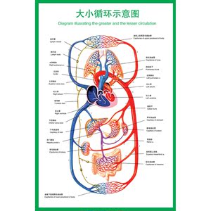 医院医学挂图人体 大小循环示意图解剖图海报定制人体内脏结构图