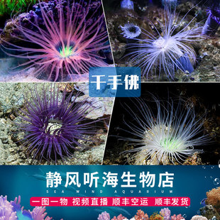精品千手佛珊瑚 紫须千手佛活珊瑚 海水珊瑚活体水族活体必拍包装