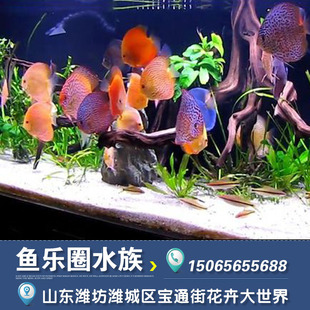 5折) 淘宝 [水族乡]七彩丽丽鱼 小型热带观赏鱼五彩血丽丽蓝丽丽草缸