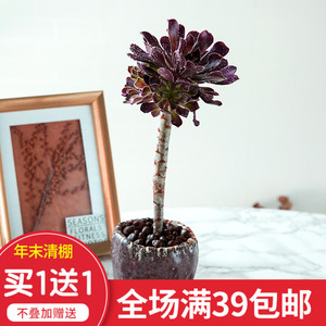 多肉植物黑法师价格