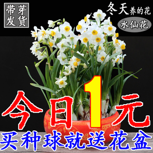 水仙花