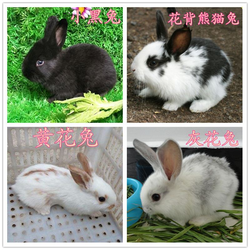 小白兔宠物兔宝宝垂耳兔侏儒兔黑兔灰兔野兔活体种兔小兔子苗包邮
