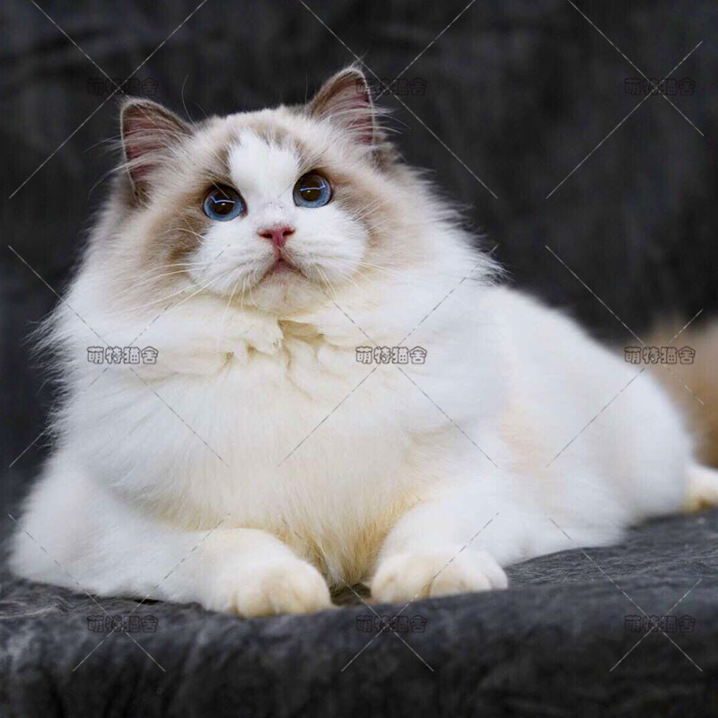 布偶猫纯种活体幼猫纯血统海豹双色蓝眼布偶猫网红仙女猫宠物猫咪
