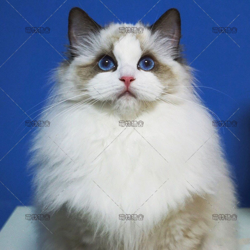 布偶猫纯种活体海豹双色蓝眼纯种布偶猫网红仙女猫海双蓝双宠物猫