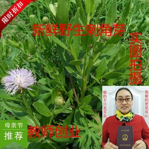 野生小蓟饮子新鲜刺角芽 小蓟刺菜整株500克 野 span class=h>红花 