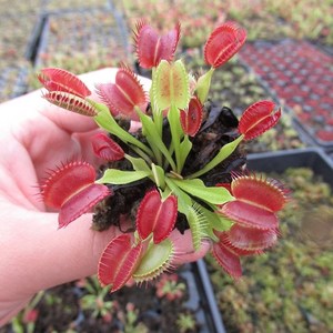 食人花植物室内食虫草图片