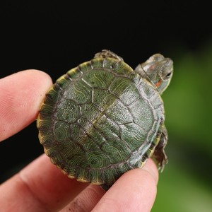 小乌龟活体宠物龟迷你巴西图片