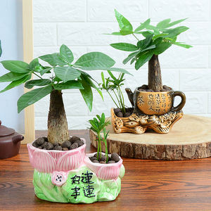 发财树室内盆栽植物花卉盆栽观花植物室内客厅吸 span class=h></p></a>甲醛 