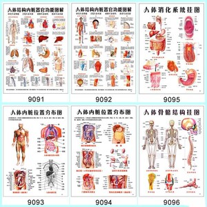 人体结构内脏器官功能骨骼血管心脏肝肺呼吸消化系统构造解剖 span