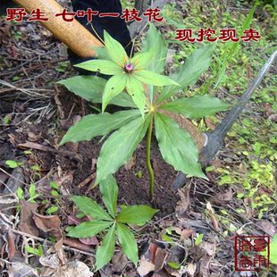 野生珍稀中药材七叶一枝花种苗多年生重楼苗庭院阳台盆栽种植包活