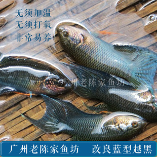 改良蓝型越黑黑叉 中国斗鱼菩萨鱼普叉蓝叉小型观赏鱼冷水鱼活体