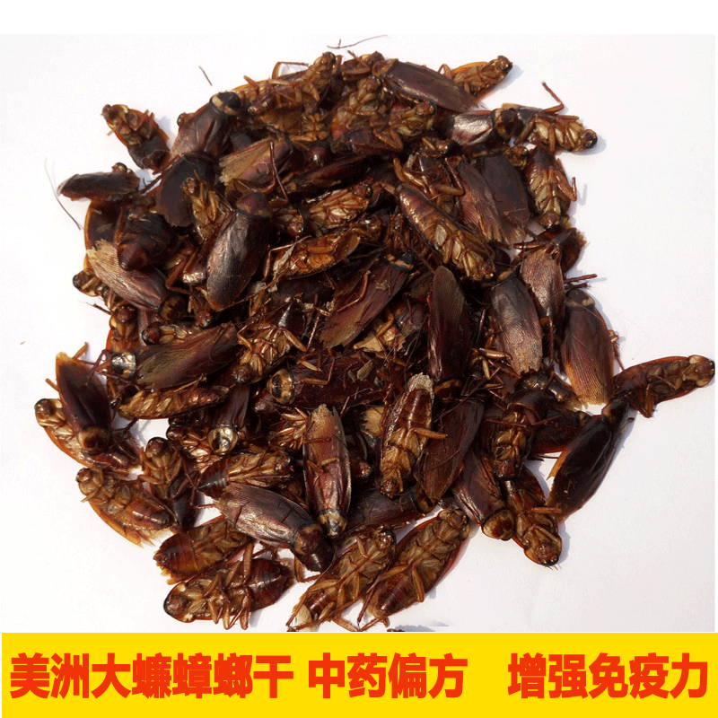 优质美洲大蠊 名贵中药材蟑螂干 偷油婆可食用保肝增强免疫干蟑螂