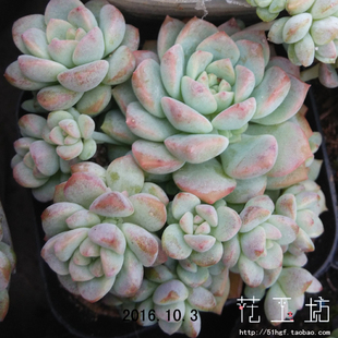 ... 楼顶秋季阳台甲醛盆栽景观多肉植物 粉蔓子持白莲
