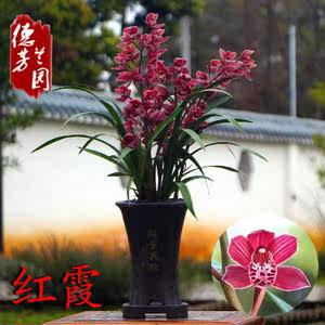 class=h>花苞/span>红霞浓香兰草惠 span class=h>兰花/span>卉植物