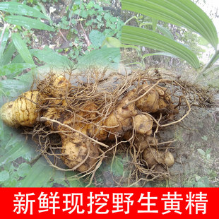 纯现挖新鲜野生黄精发物姜茴香参野生姜山鸡头鹿竹中药材500g包邮老虎菜生姜是饺子吗图片