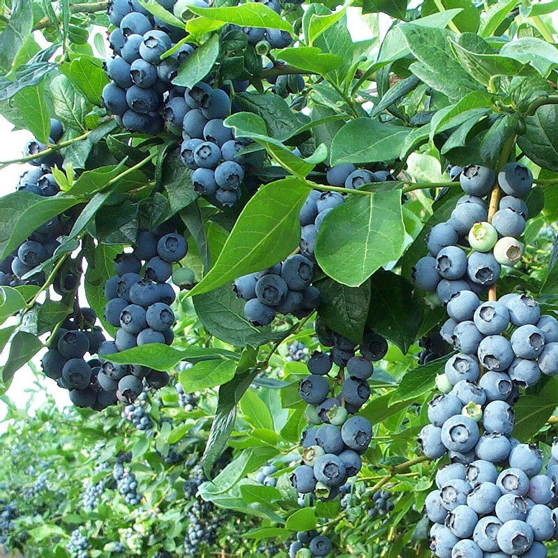 包邮蓝莓树苗 果树苗 盆栽果树 水果树苗 多肉型植物果树 蓝莓苗