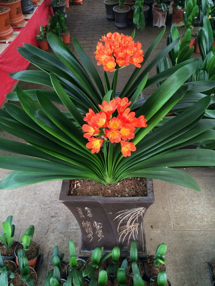 盆栽花卉室内植物君子兰大苗 当年开花 绿植室内盆栽花卉净化空气