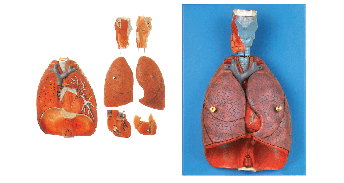 医院驾校模拟假人喉,心,肺模型/肺模型呼吸系统模型gd/a13012