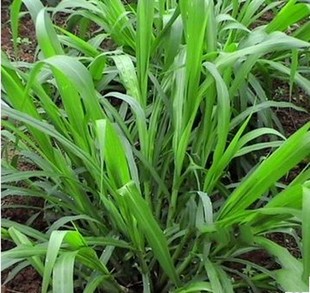 优质进口高蛋白牧草 台湾甜象草 皇竹草种苗种根包发芽子南北方