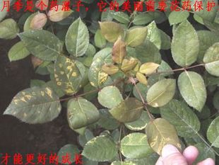 玫瑰花蔷薇月季花药藤月专业药3包合一 治斑病 白粉 杀虫